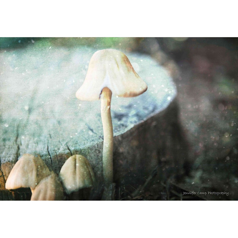 Wild Mushroom Fine Art Wall Print – Botanical Dreamy Home Decor Size 11x14‎